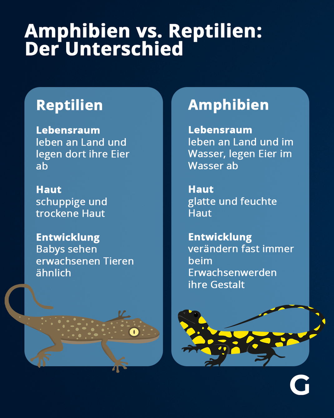 Das sind die Unterschiede zwischen Amphibien und Reptilien.
