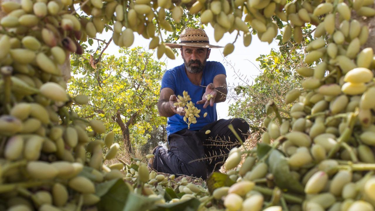 In Ländern wie dem Iran holen Pflücker die Früchte mühsam per Hand von den Bäumen.