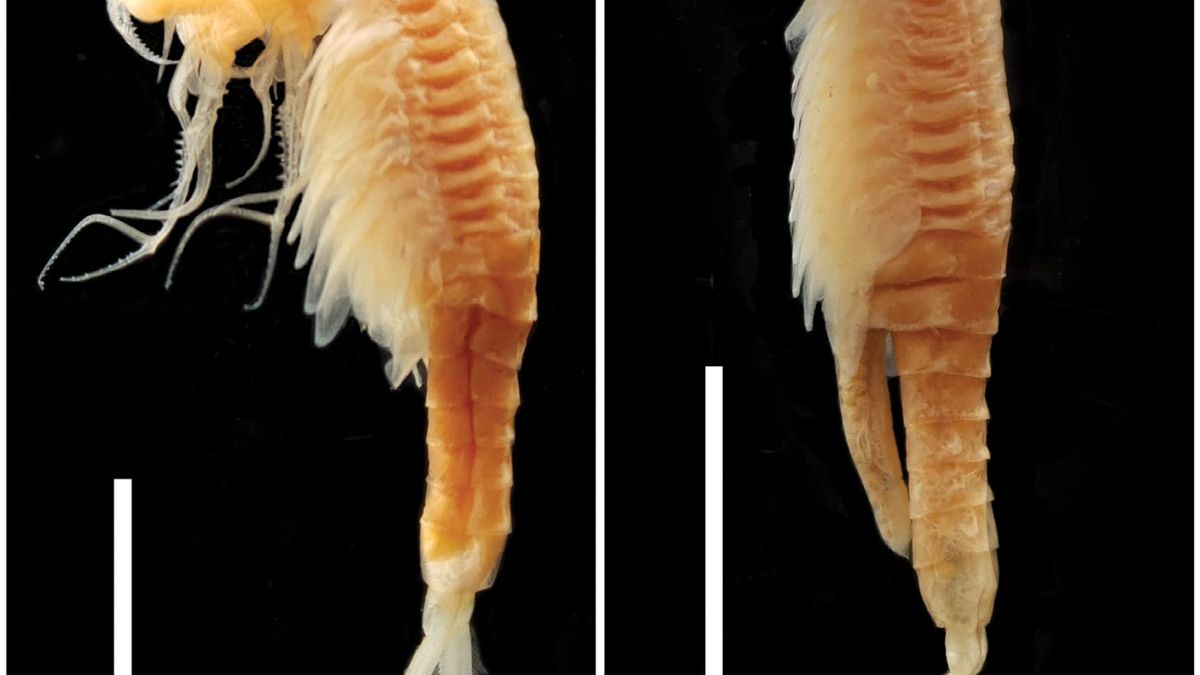 Die neue Feenkrebsart Streptocephalus warliae wurde in einem Teich in Indien entdeckt. 