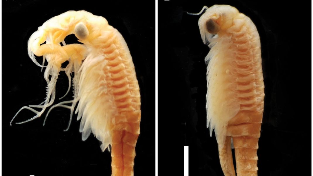 Die neue Feenkrebsart Streptocephalus warliae wurde in einem Teich in Indien entdeckt. 
