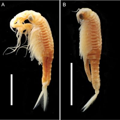 Die neue Feenkrebsart Streptocephalus warliae wurde in einem Teich in Indien entdeckt. 