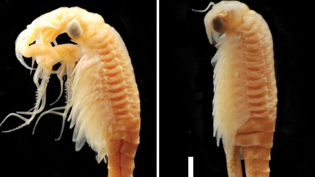 Die neue Feenkrebsart Streptocephalus warliae wurde in einem Teich in Indien entdeckt. 