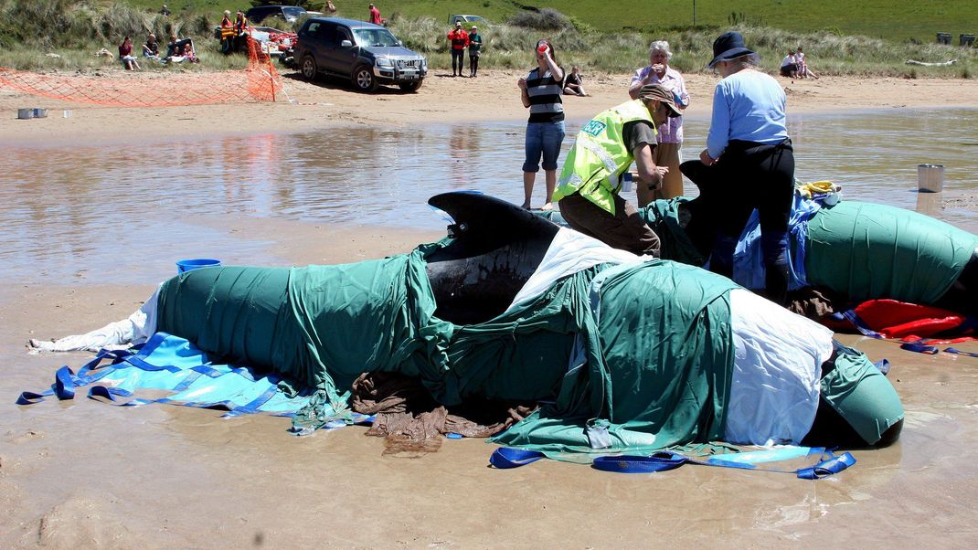 In Australien sind in den letzten Jahren mehrfach große Gruppen von Grindwalen gestrandet. Dabei konnte nur ein Bruchteil der Tiere gerettet werden.