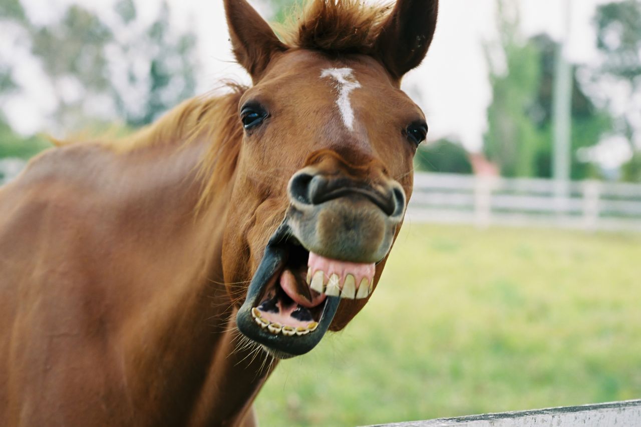 Pferde gähnen durchschnittlich 3,7 Sekunden. Besonders morgens reißen sie häufig das Maul auf.