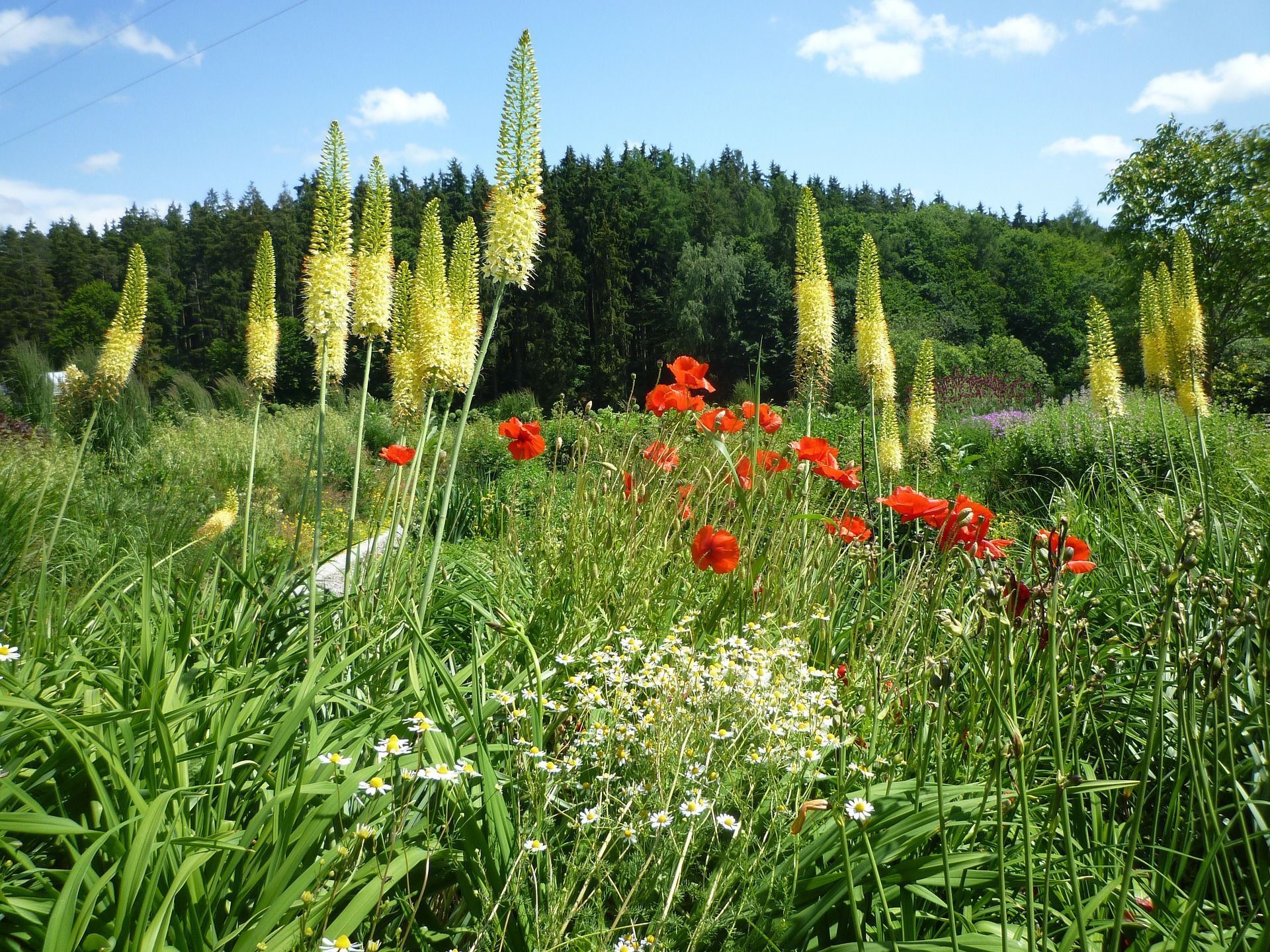 Gräser Blumenwiese_Pixabay