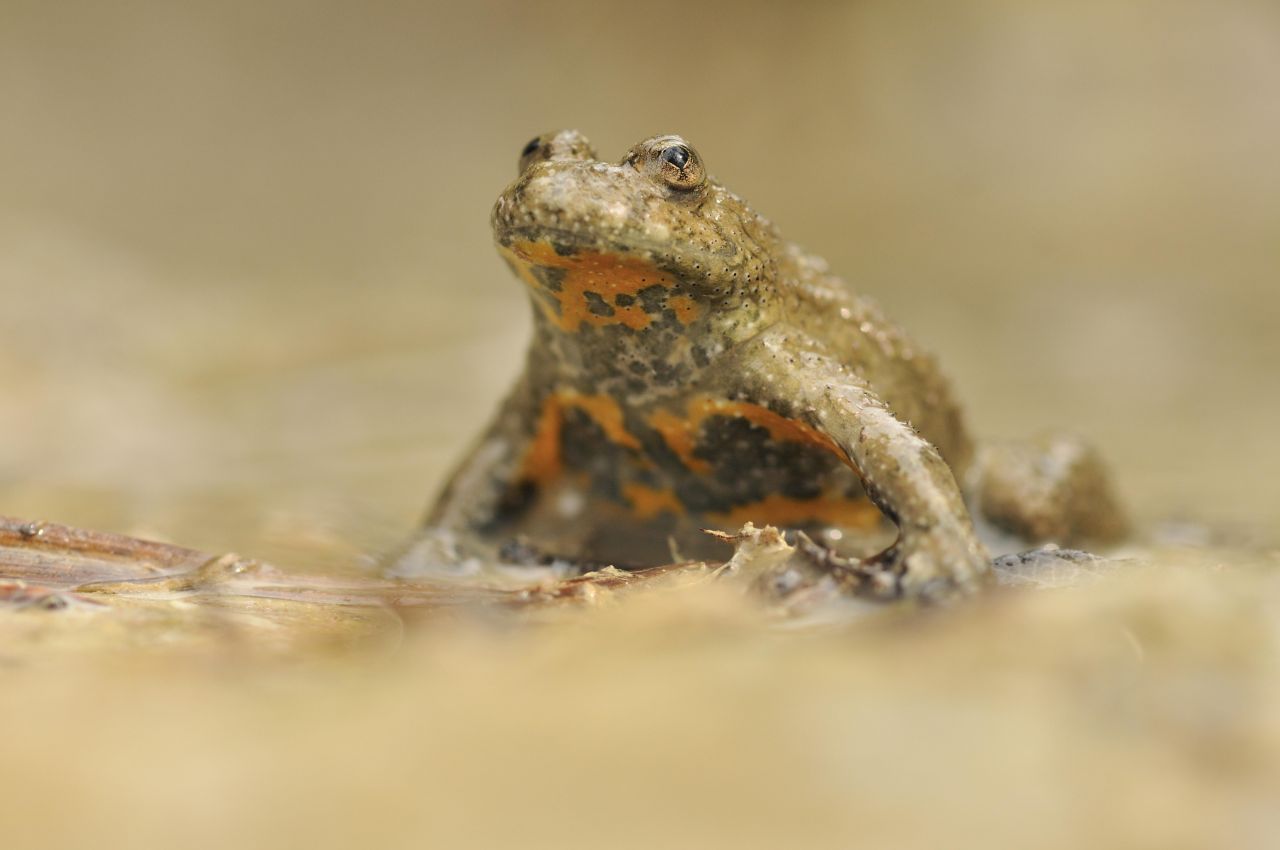 Die Gelbbauch-Unke fährt eine ähnliche Strategie wie der Feuersalamander. Auch sie ist aber nicht so gefährlich, wie es der Bauch vermuten lässt. Normalerweise bleibt es bei Kontakt bei gereizten Augen.