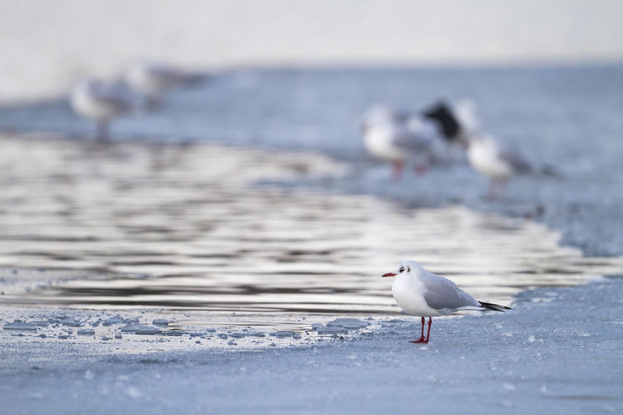 Die Lachmöwe überwintert bei milden Temperaturen am Meer. 