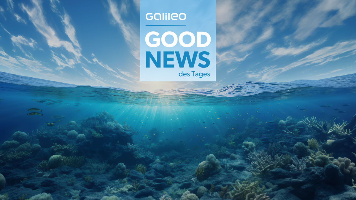 Good News: Historischer Tag für den Ozeanschutz