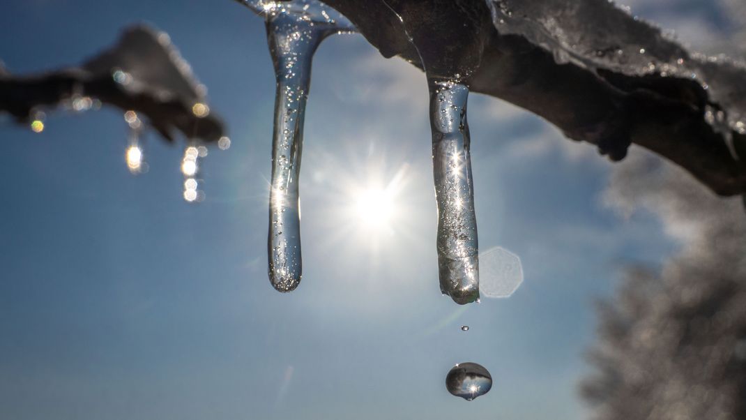 m Sonnenschein beginnt der Schnee zu schmelzen und Wasser tropft von den kleinen Eiszapfen an den Ästen herab.