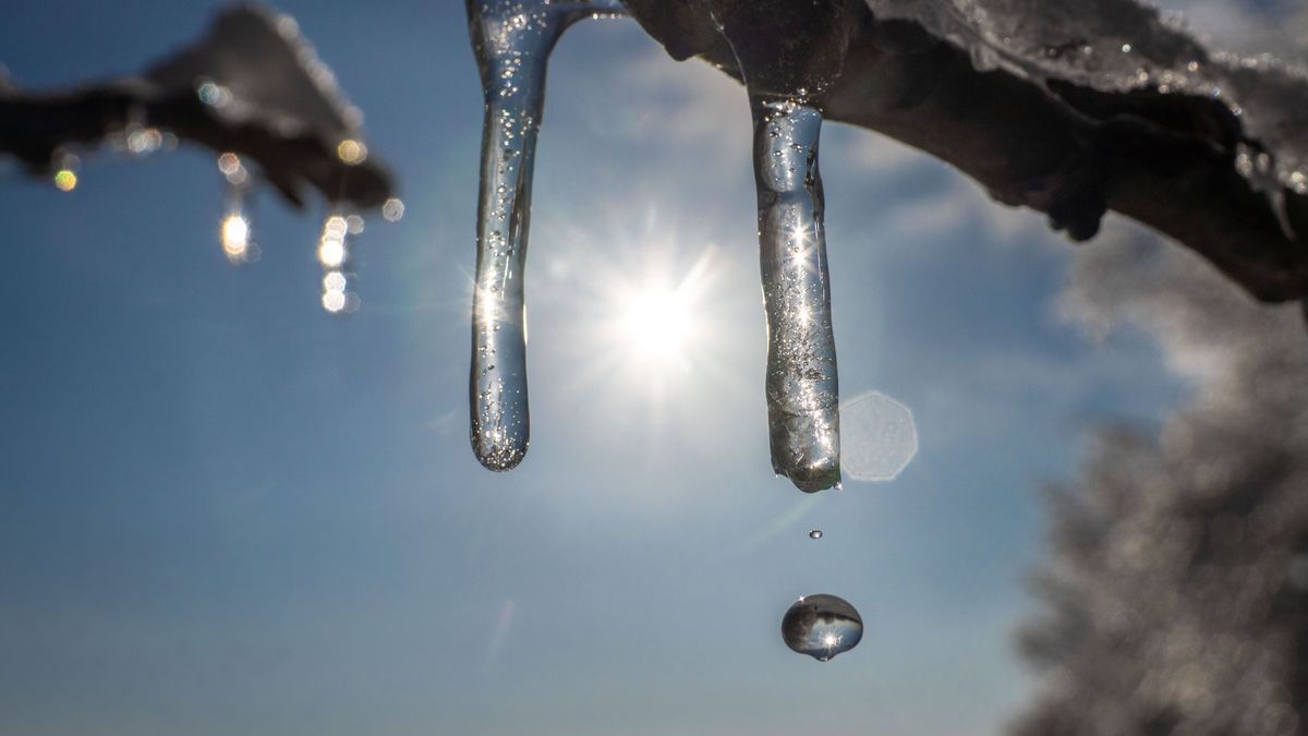 m Sonnenschein beginnt der Schnee zu schmelzen und Wasser tropft von den kleinen Eiszapfen an den Ästen herab.