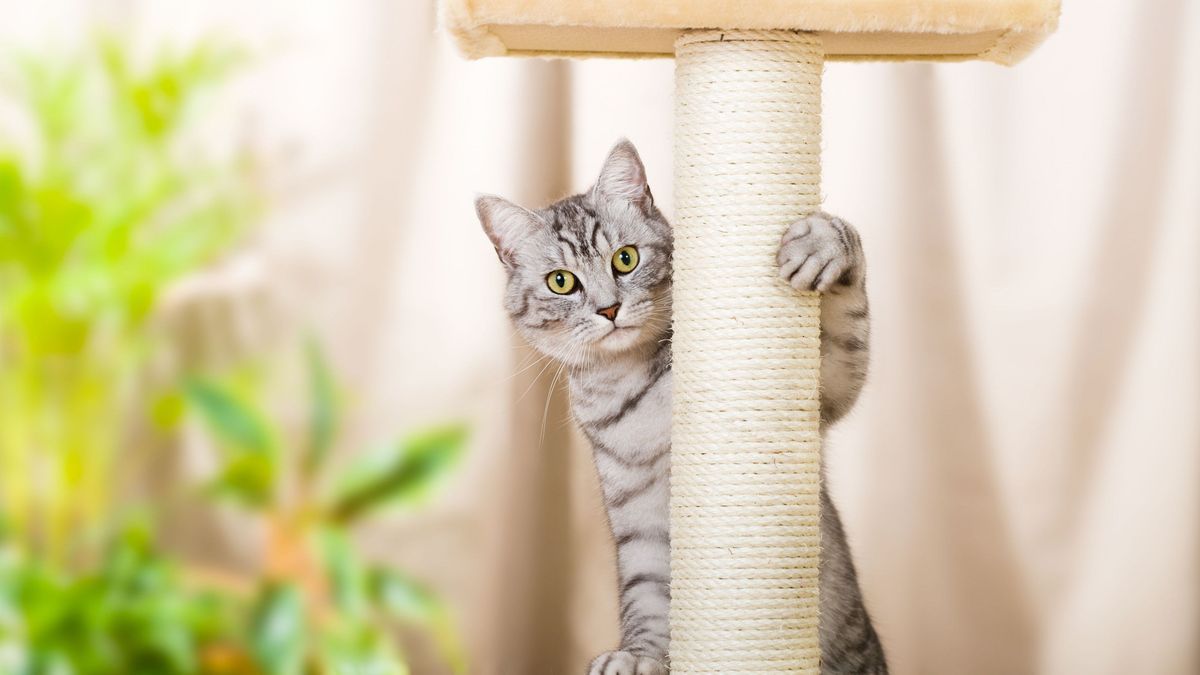 Getigerte Katze am Kratzbaum