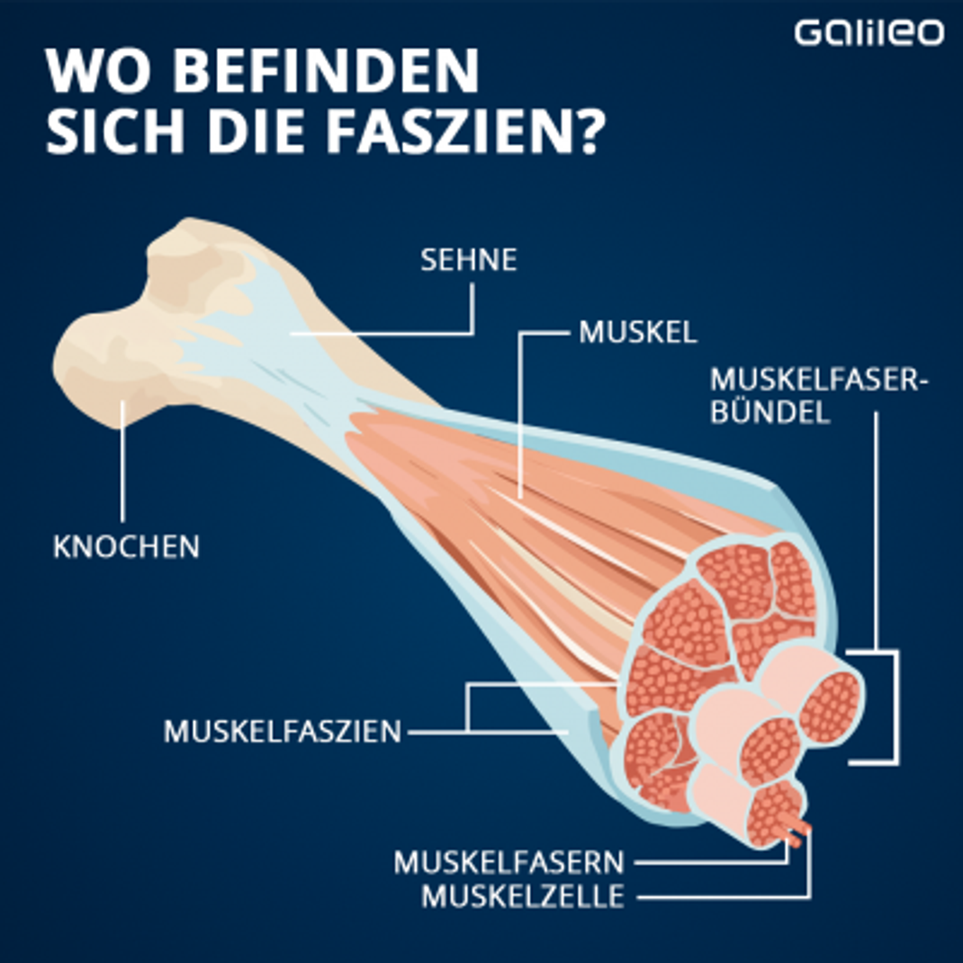 Wo befinden sich die Faszien?