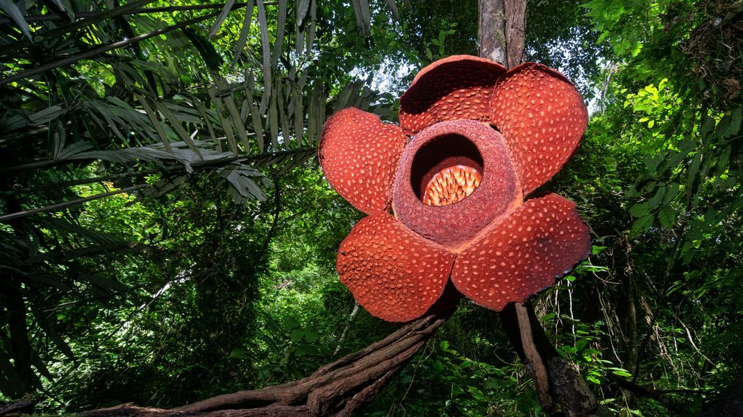 Rafflesien sind die wohl beeindruckendsten Farbtupfer des Dschungels - und stinken bestialisch.