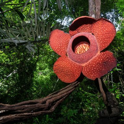 Rafflesien sind die wohl beeindruckendsten Farbtupfer des Dschungels - und stinken bestialisch. 