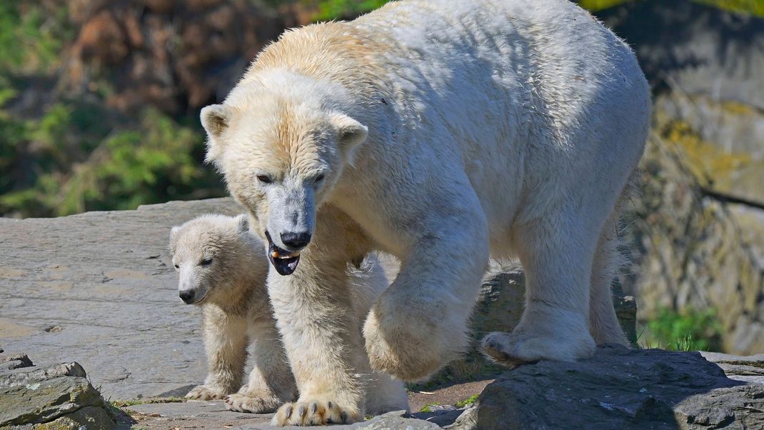 Eine Eisbärenmutter mit ihrem Jungtier.