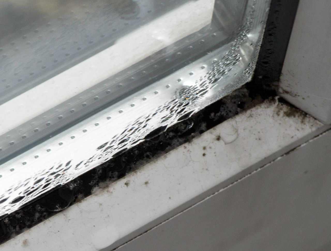 Eine schlechte Fenster-Dichtung sorgt für mehr Feuchtigkeit an der Innenseite der Fenster und kann zu Schimmel führen.