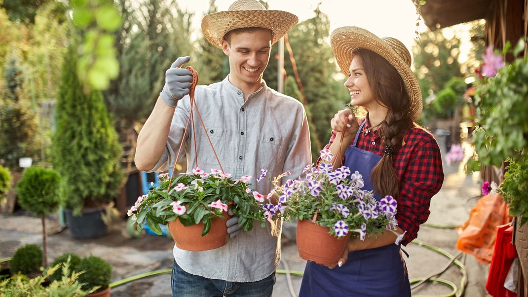 Ein grüner Daumen für Petunien! Erfahren Sie, wie Sie diese beliebten Blumen pflegen, indem Sie sie richtig düngen und zurückschneiden