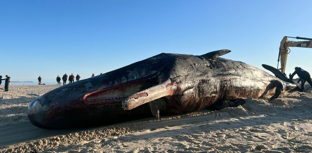 Ein toter Pottwal liegt auf dem Sandstrand vor Hörnum auf Sylt. Der rund 16 Meter lange Kadaver des jungen Bullen wurde aus dem Wasser geborgen, wo er schon einige Zeit trieb.