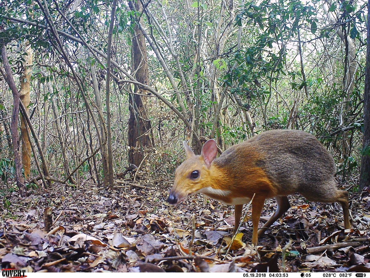 Fast 30 Jahre lang galt das Vietnam Katschil als verschollen und zählte zu den ausgestorbenen Tierarten. Das Vietnam Katschil zählt zur Familie der Hirsch-Ferkel und ist das kleinste Huftier der Welt. 2019 erschien es im Süden Vietnams plötzlich wieder - auf Kamera-Aufzeichnungen von Forscher:innen.