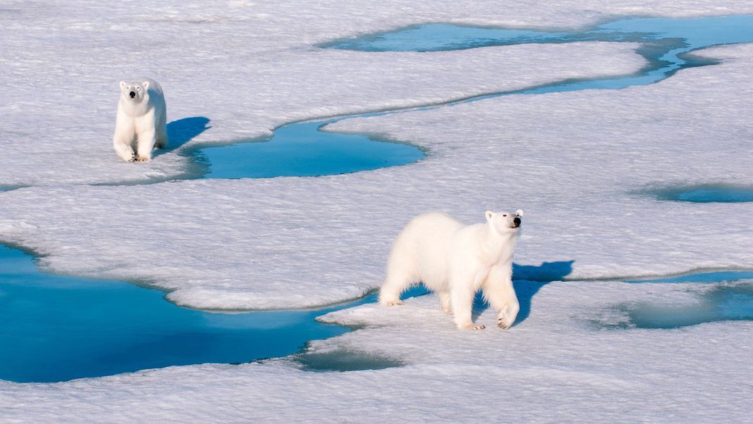 Eisbären halten sich nur an Küsten und auf dem Eis auf.