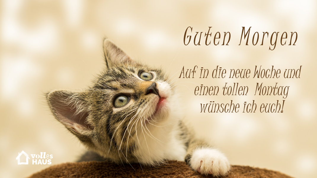 Eine kleine Katze bringt jedes Herz zum Schmelzen.