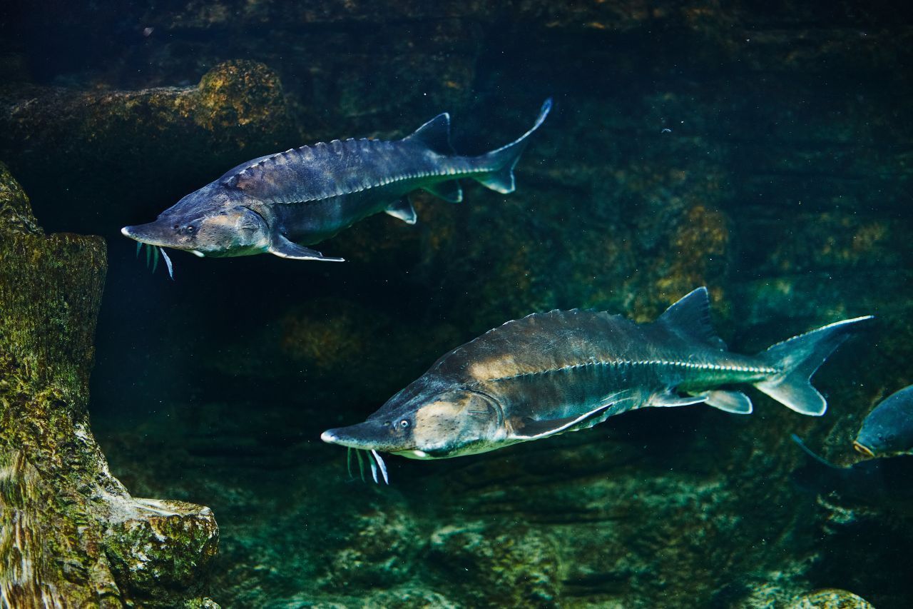 Platz 2 geht an ein lebendes Fossil, den Stör. Er hat sich in den vergangenen 250 Millionen Jahren kaum verändert. In Deutschland gelten wilde Störe jedoch als nahezu ausgestorben. Störe werden bis zu drei Meter lang und 200 Kilo schwer.