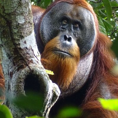 Orang-Utan