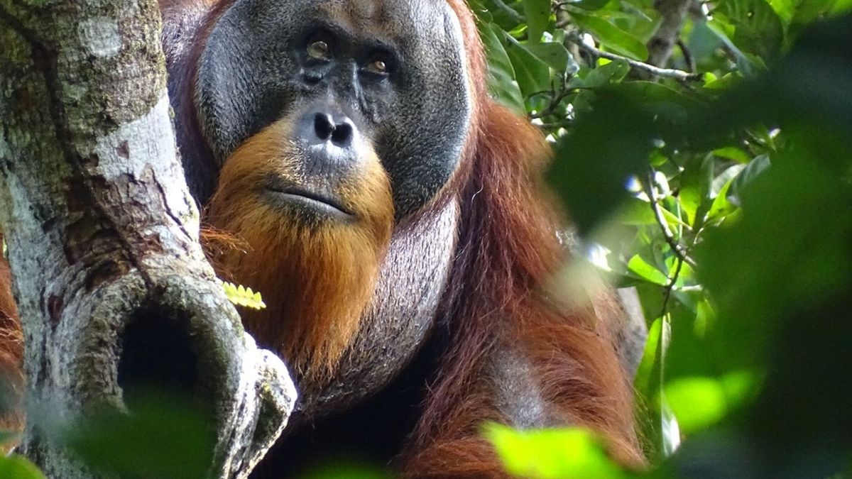 Orang-Utan