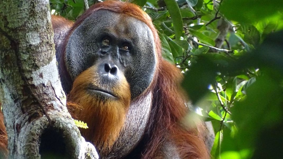 Der männliche Sumatra-Orang-Utan namens Rakus im Urwald von Suaq Balimbing hat sich selbst geheilt. Zwei Monate nach der Selbstbehandlung war die Wunde kaum noch sichtbar.