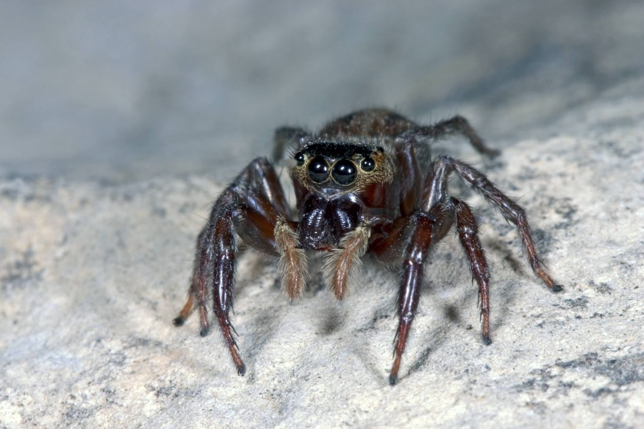 Springspinne: Die kompakt gebauten Springspinnen produzieren besonders dünne und reißfeste Fäden. Auch die Gewächshausspringspinne im Foto gehört zu den über 6.000 Arten weltweit. Sie wird aber nur sieben Millimeter groß. Wie der Name sagt, springen die Spinnen ihre Beute an. Sie lauern an Wänden oder am Boden und sichern sich dabei mit einem besonders feinen Rettungsfaden. Dieser hilft ihnen nicht nur bei einem Absturz, sond