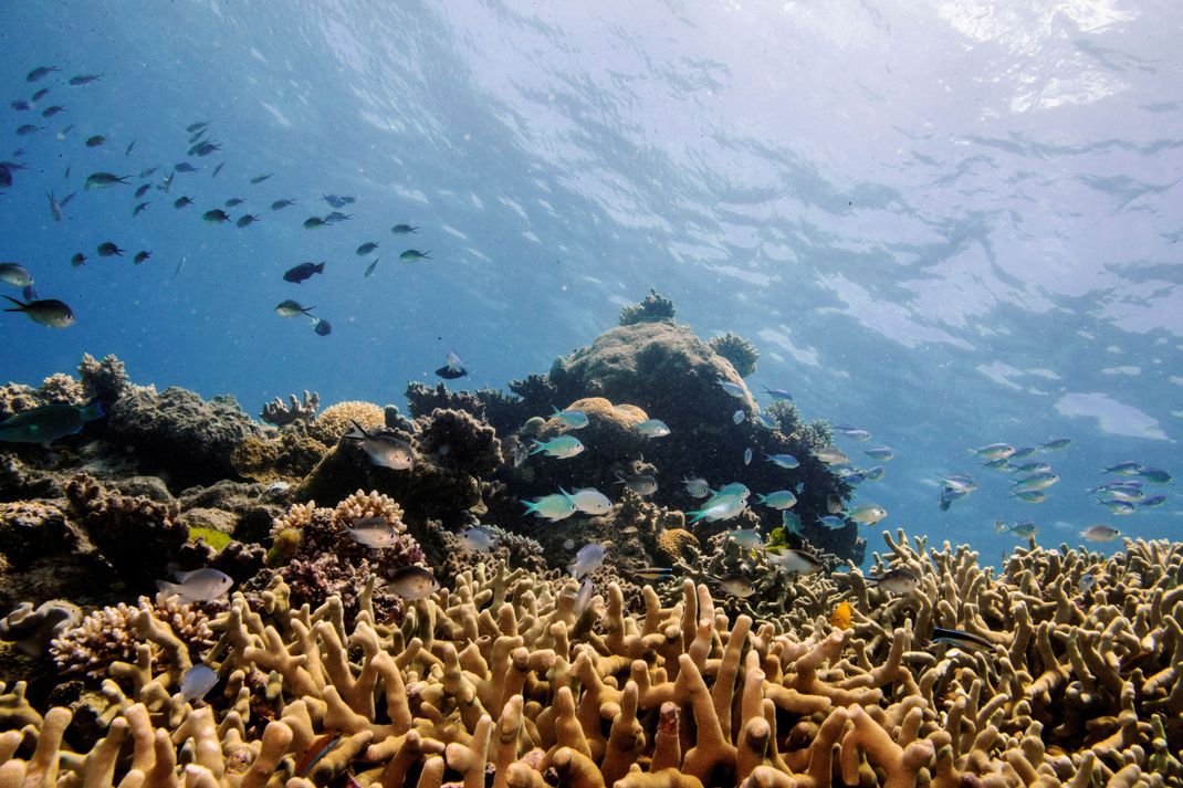 FILE PHOTO: Assorted reef fish swim above a finger coral colony as it grows on the Great Barrier Reef off the coast of Cairns, Australia October 25, 2019. REUTERS/Lucas Jackson/File Photo REFILE - CORRECTING TYPE OF CORAL