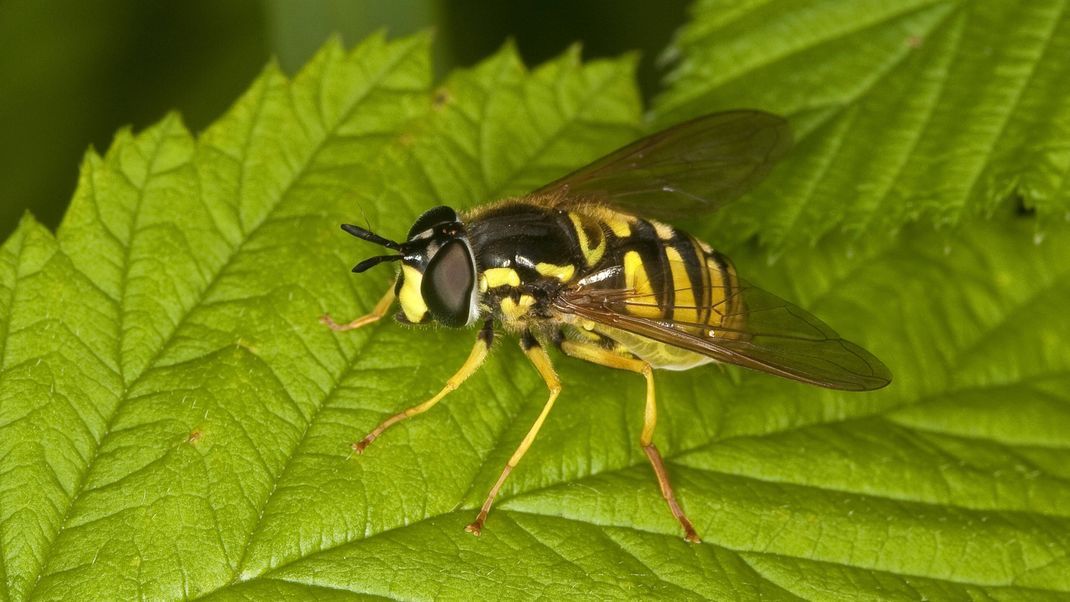 Die tut nur so! Bei diesem Tier droht kein Stich. Die Wespenschwebfliege hat sich mit ihren gelb-schwarzen Streifen nur als Wespe getarnt, ist aber harmlos.