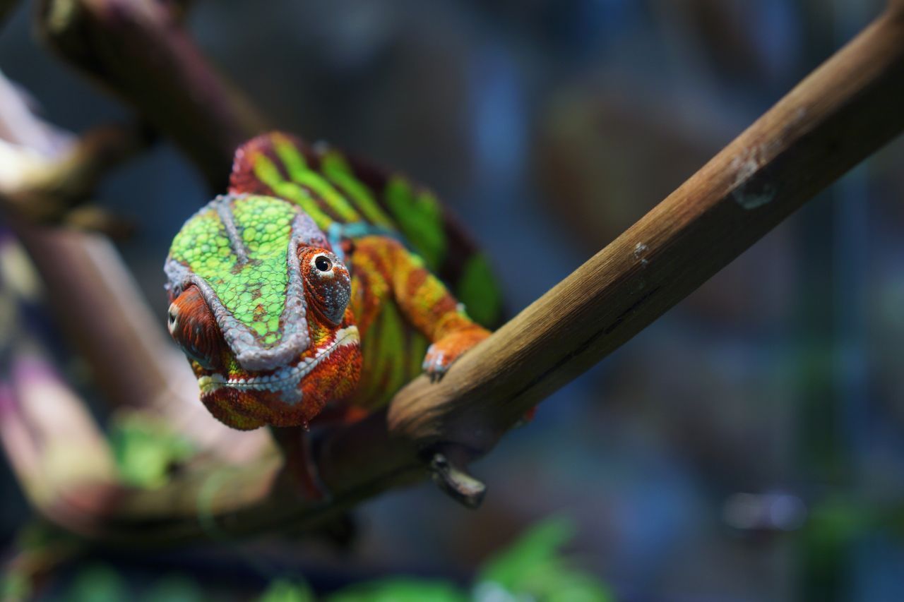 Eine schillernde Regenbogenhaut hat das männliche Panther-Chamäleon. Innerhalb von Minuten kann es seine Farben wechseln, zum Beispiel als Drohgebärde oder um Weibchen anzulocken.