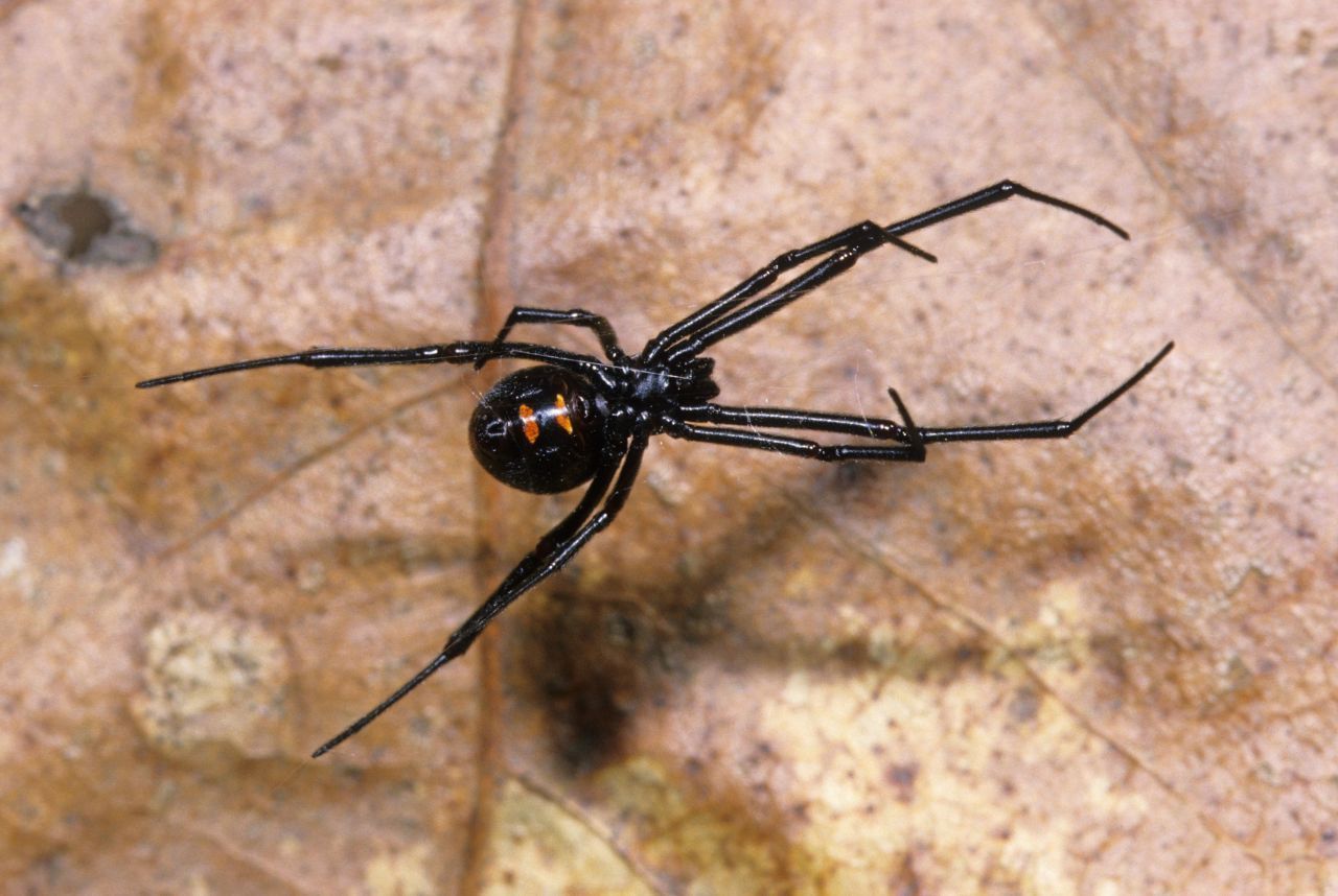 Klein, aber höchst gefährlich ist die Schwarze Witwe, die überwiegend in Nordamerika zu finden ist. Ihre nur 15 Millimeter Größe täuschen über die Auswirkungen ihres Gifts hinweg. Denn ein Biss kann Muskelkrämpfe und Übelkeit auslösen. Tödlich ist sie jedoch nicht.