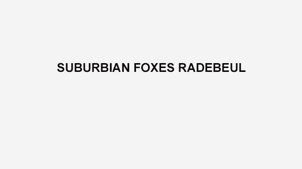 
                <strong>Suburbian Foxes Radebeul</strong><br>
                Die Radebeuler "Füchse" spielen auch in der Saison 2016 wieder in der Landesliga Ost. Die Sachsen treten dort unter anderem gegen die Berlin Kobras aus der Hauptstadt an. Welches tierische Team dieses Duell wohl gewinnt? 
              