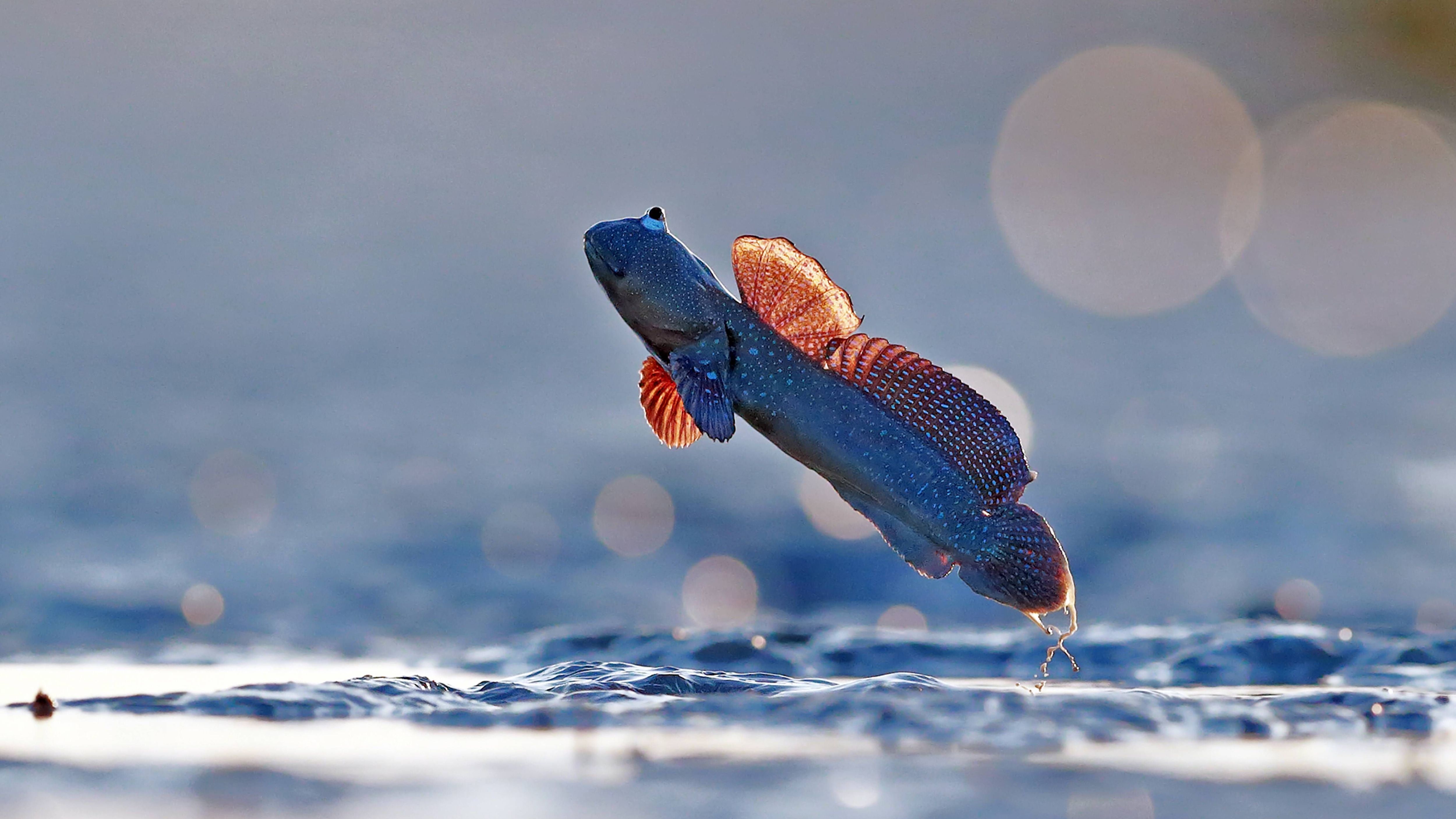 Diese sogenannten „Schlammspringer“ haben es geschafft: Sie sind perfekt an ein Leben zwischen Ebbe und Flut und in Fluss-Deltas angepasst, denn sie sind sogenannte „amphibisch lebende Fische“. Sie fühlen sich also sowohl unter als auch über Wasser wohl und wandern munter zwischen den Gezeiten umher.