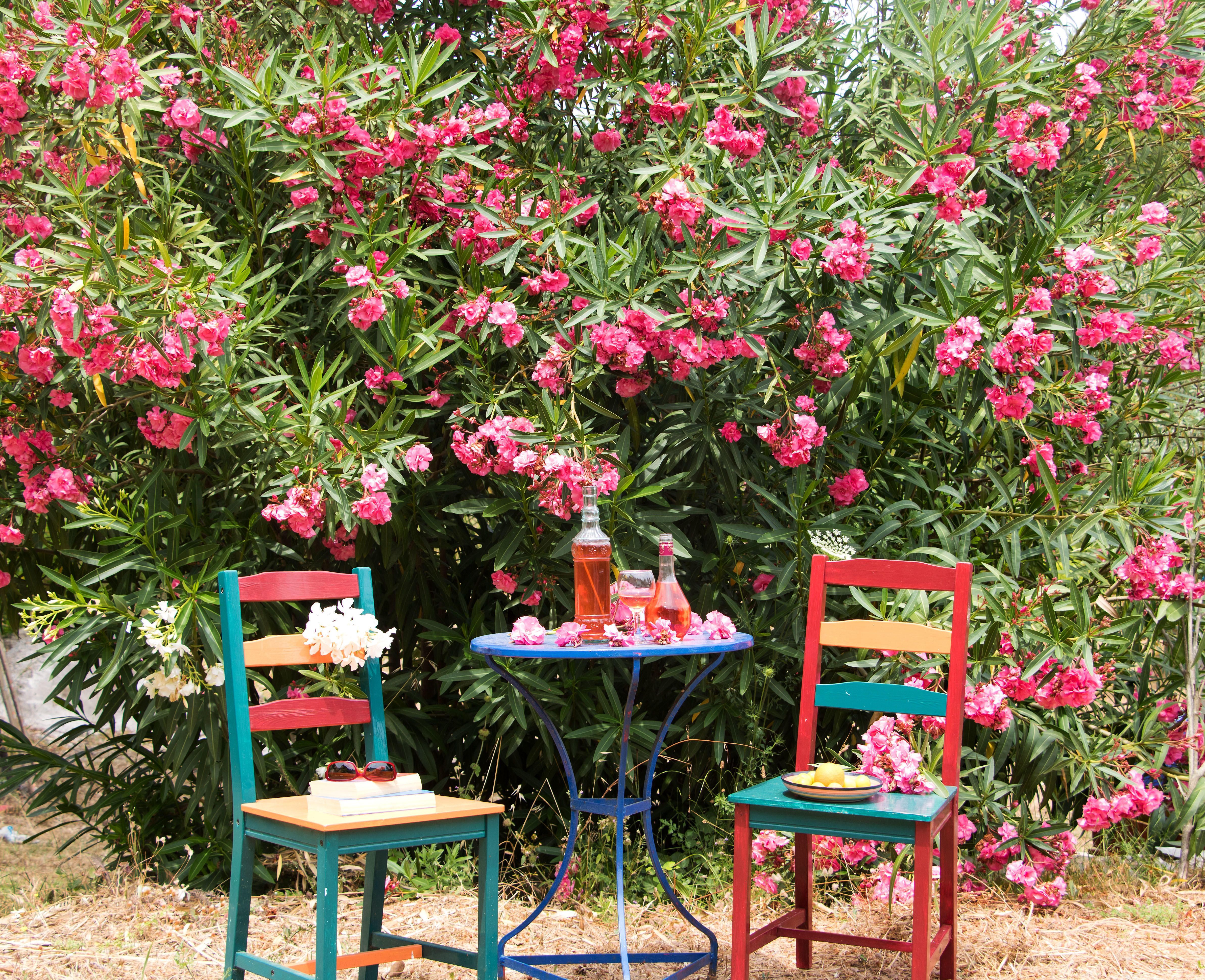 So Schneidest Du Oleander Im Herbst Richtig In Form