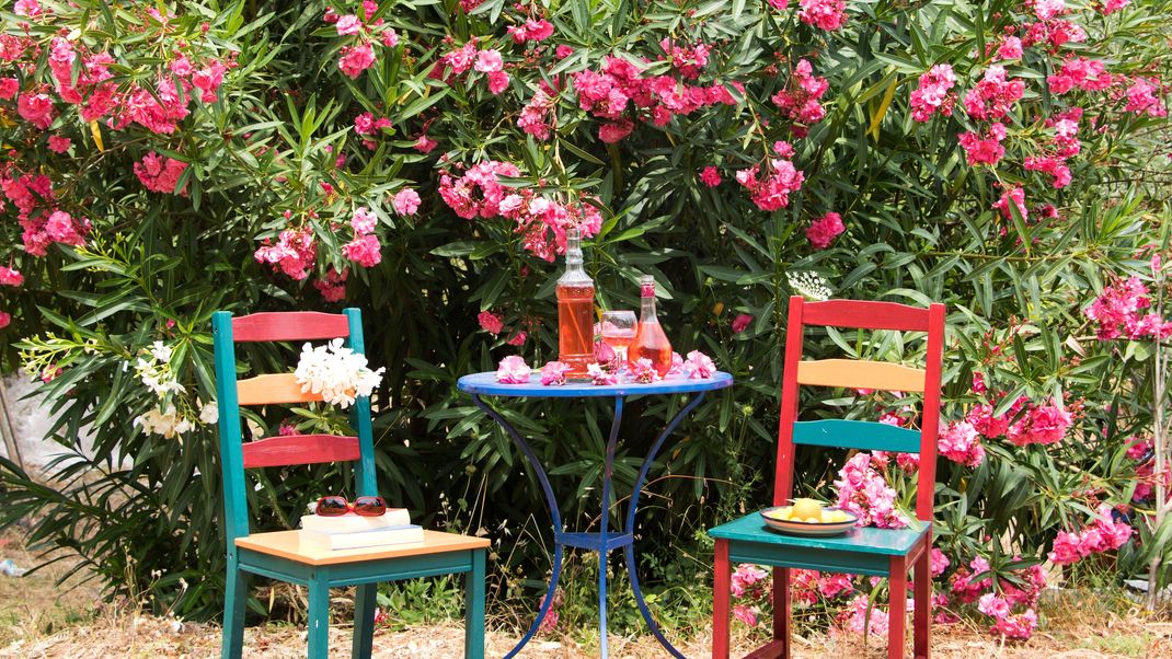 Wie oft du Oleander im Sommer gießen solltest und was du beim Umtopfen beachten solltest, erfährst du hier