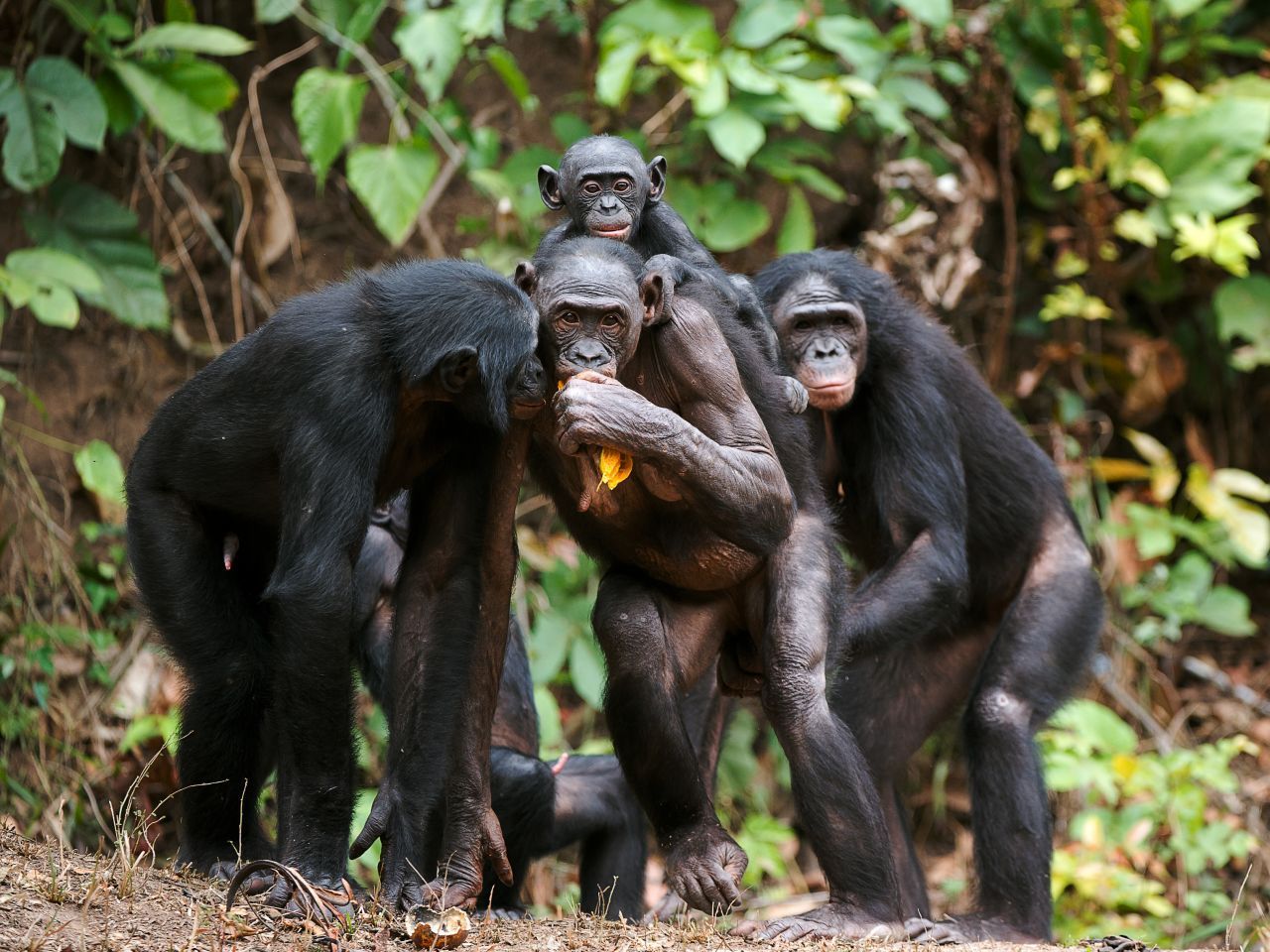 Frühreife Affen: Bonobo-Weibchen kommen mit 5 Jahren in die Pubertät, also 3 Jahre eher als die verwandten Schimpansen. Was aber nicht heißt, dass sie auch früher Nachwuchs bekommen. Laut Forschern nutzen Bonobos die Zeit, um sexuelle Erfahrungen zu sammeln. 