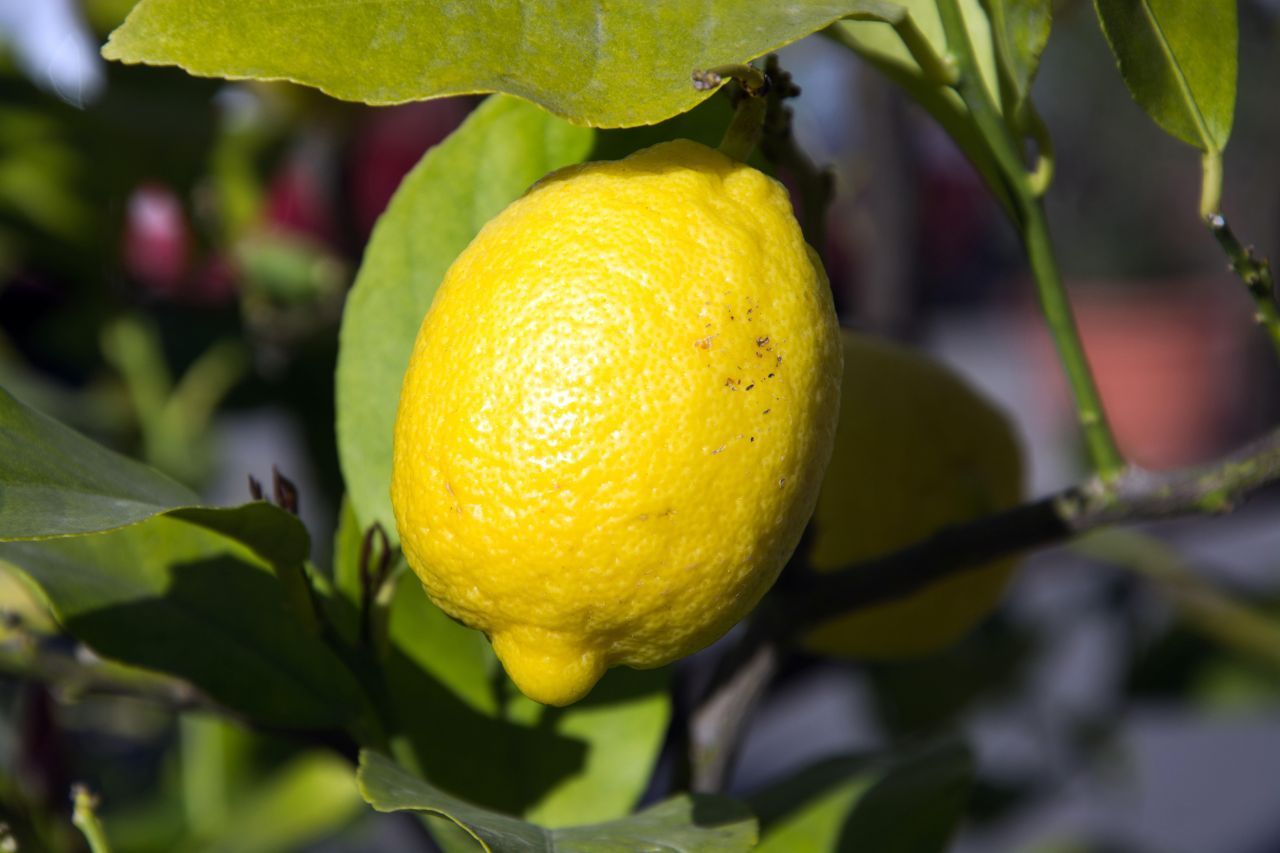 Zitronen waren Gegenstand der ersten kontrollierten Vergleichsstudie der Medizingeschichte. Der Schiffsarzt James Lind fand 1747 auf diese Weise ein wirksames Mittel gegen Skorbut, die unzählige Matrosen dahingerafft hatte: Zitrusfrüchte.
