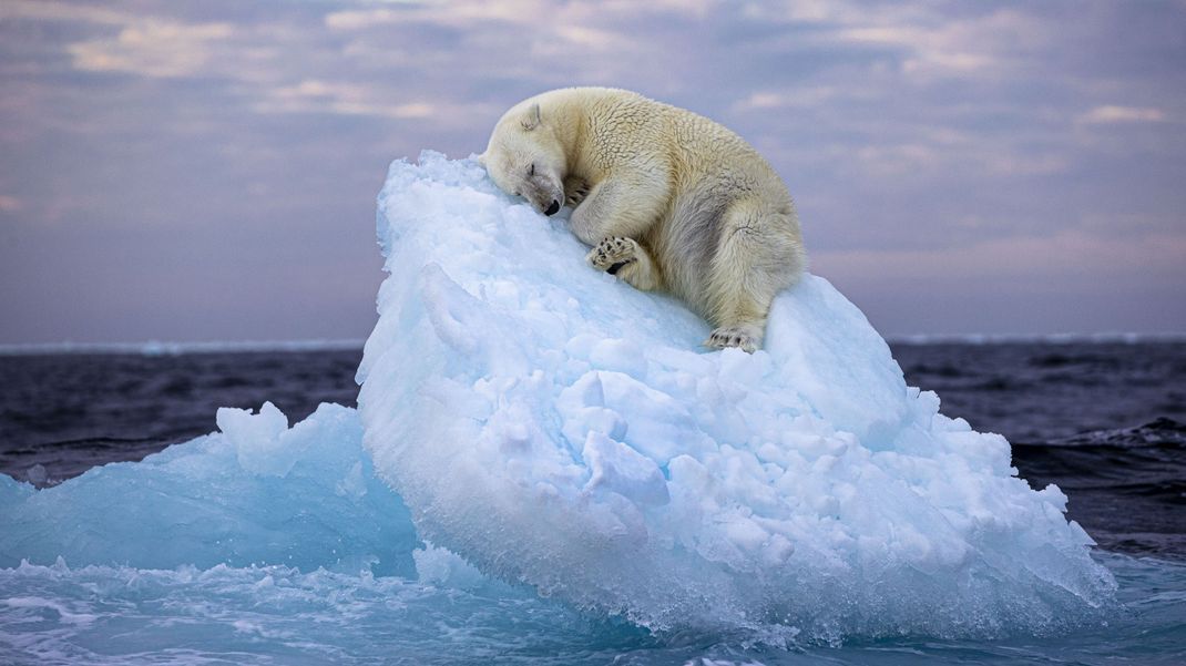Mit diesem Bild hat der britischen Fotografen Nima Sarikhani den Wildlife Photographer of the Year People’s Choice Award des Londoner Naturkundemuseum gewonnen. Das Foto eines jungen Eisbären wurde auf der zur Norwegen gehörenden Inselgruppe Spitzbergen aufgenommen.