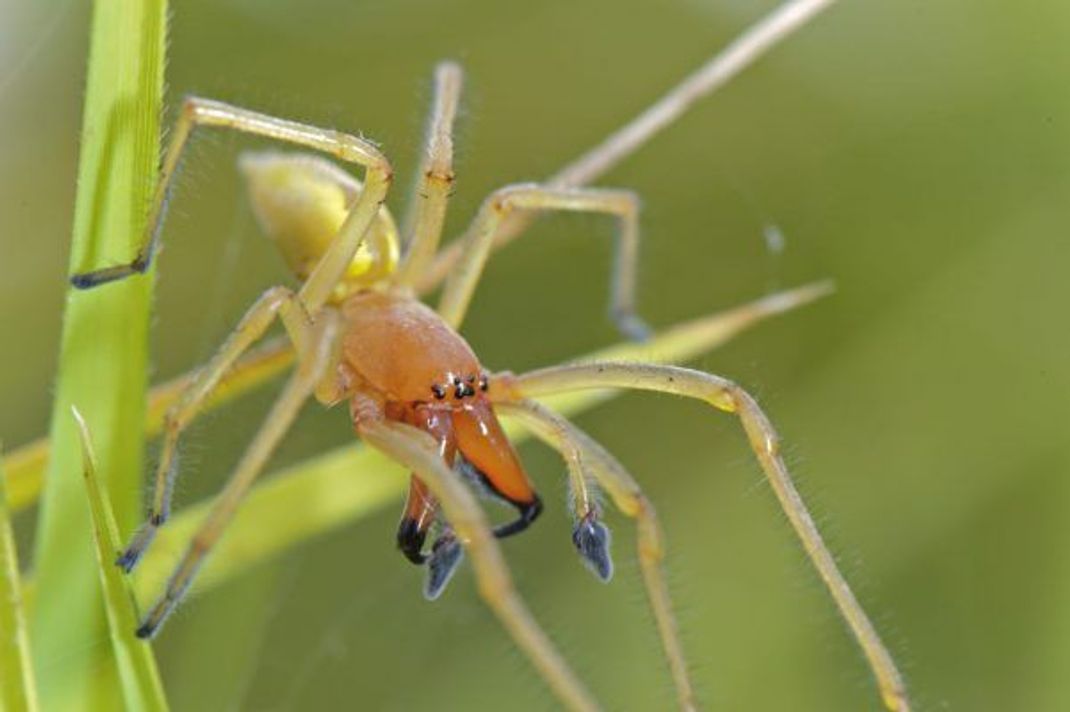 Die kleine Ammen-Dornfinger ist die giftigste Spinne in Deutschland.