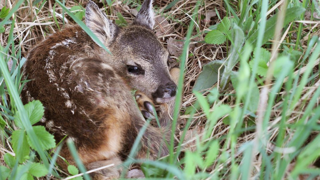 Starkregen und Hochwasser bergen eine große Gefahr für Wildtiere.