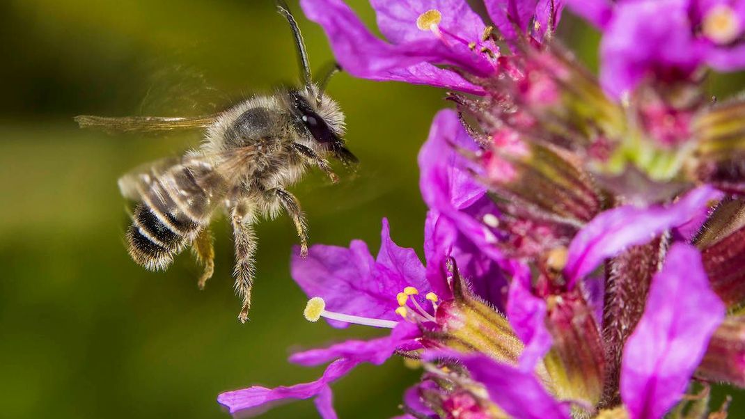 Die Blutweiderich-Sägehornbiene ist eine Wildbienenart, die sich vom Nektar des gleichnamigen Blutweiderichs ernährt.&nbsp;