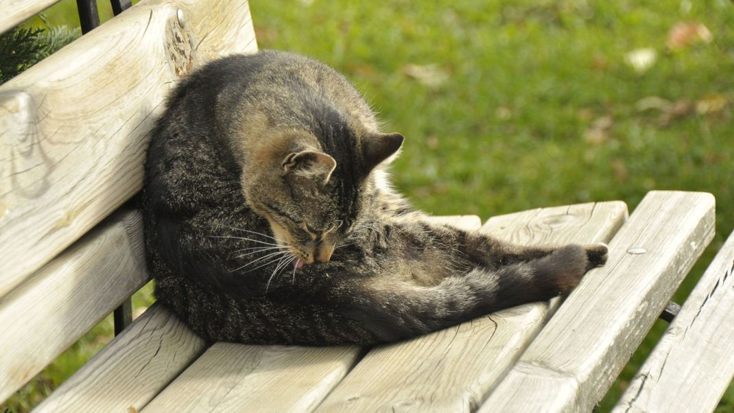 Der Geruch vom Katzenklo kann ganz schön intensiv sein - was dagegen hilft!