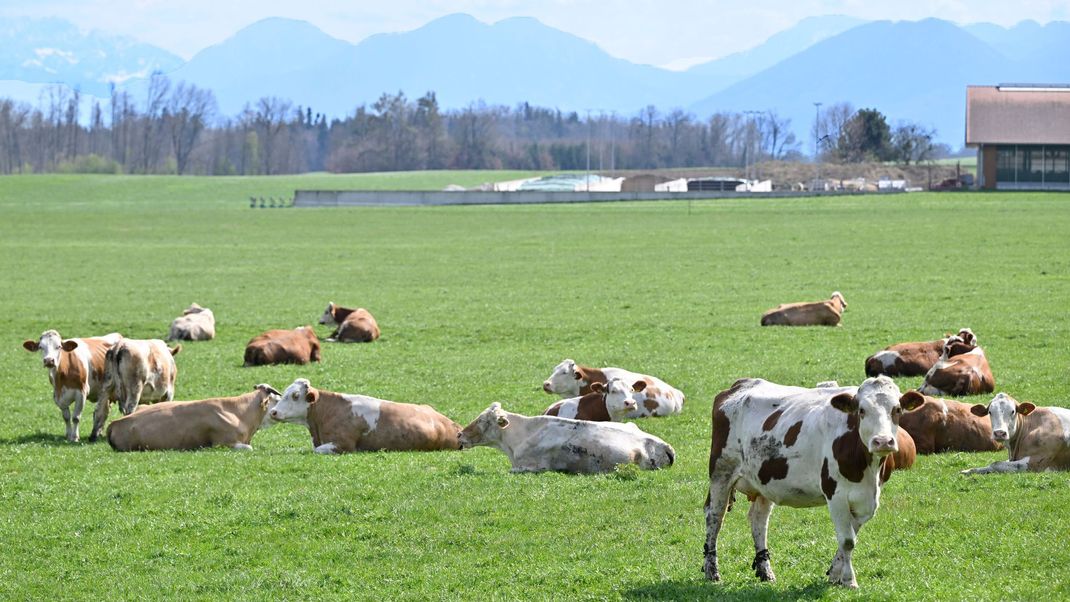 10.04.2025, Bayern, Bad Aibling: Rinder liegen auf einer Wiese bei Bad Aibling im Landkreis Rosenheim.
