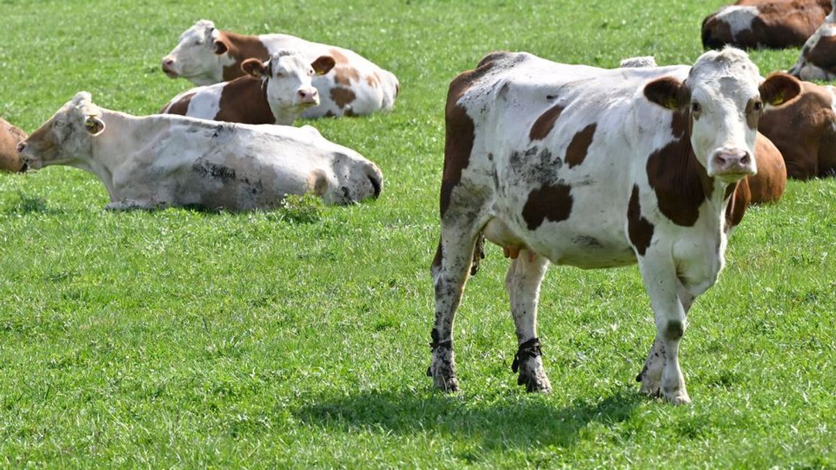 Rinder in Oberbayern