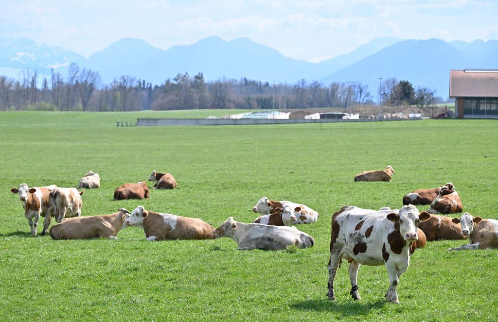 Rindfleisch in Deutschland so teuer wie noch nie