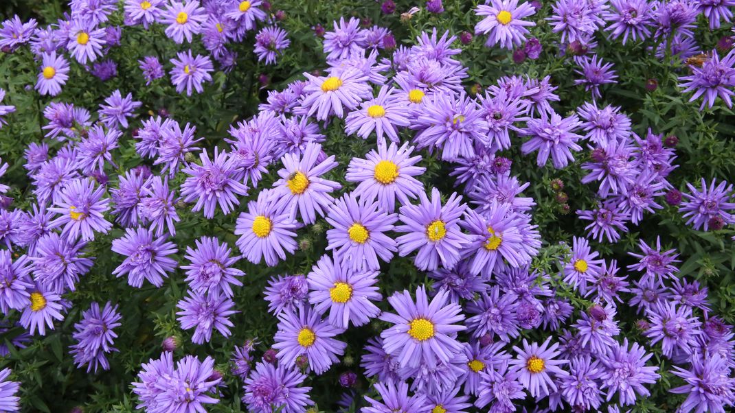 Wenn du im September Geburtstag hast, ist die Aster deine Geburtsblume.