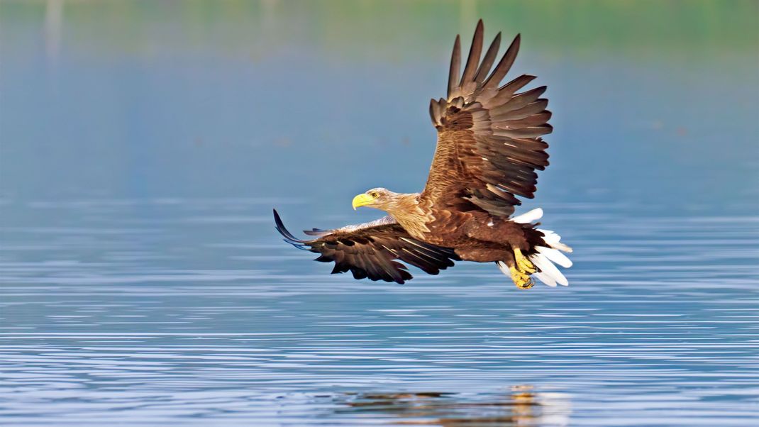 Drei Seeadler wurden offenbar mittels präparierter Nahrung vergiftet.